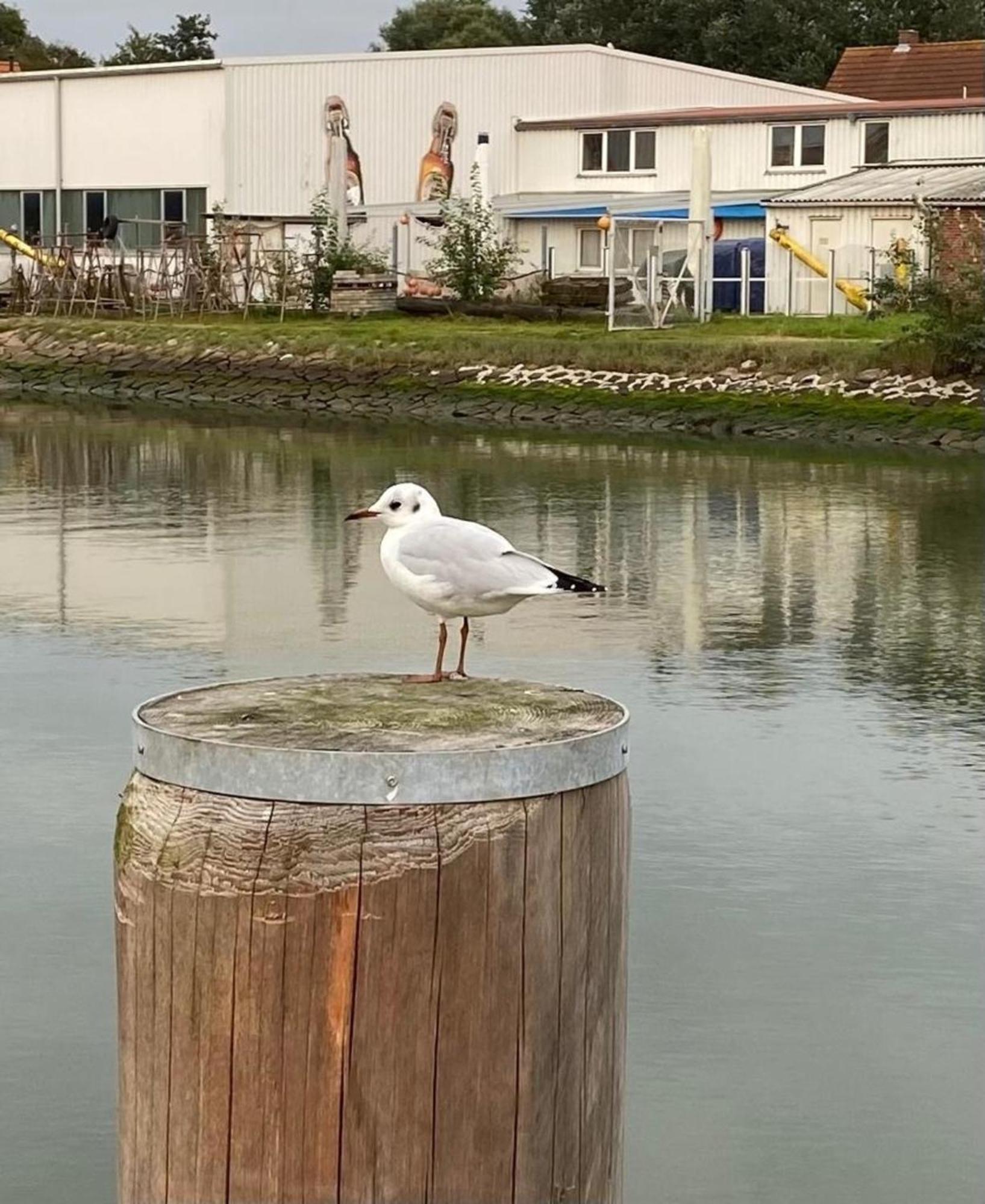 Strandkorb Buesum Exklusiv,Hafennaehe 외부 사진
